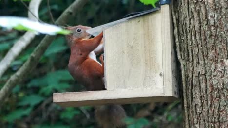 Protected-red-squirrel-jumping-into-woodland-feeding-box-eating-nuts-and-seeds
