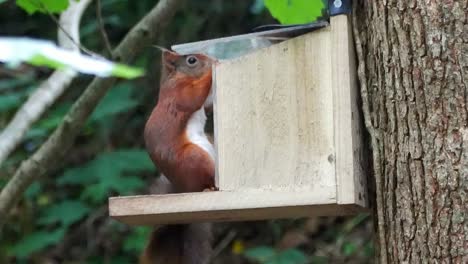 Bushy-tail-red-squirrel-jumping-into-woodland-forest-feeding-box-chewing-nuts-and-seeds