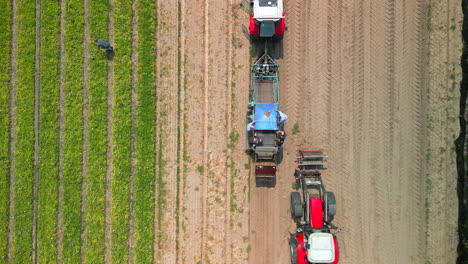 Overhead-view-of-rows-of-plants-in-a-monocrop-as-workers-harvest-crops