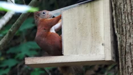 Endangered-red-squirrel-jumping-into-woodland-forest-feeding-box-chewing-on-nuts-and-seeds