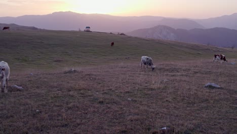 Pequeño-Rebaño-De-Vacas-Pastando-En-El-Parque-Nacional-Durmitor-Montenegro-Durante-La-Puesta-De-Sol,-Antena