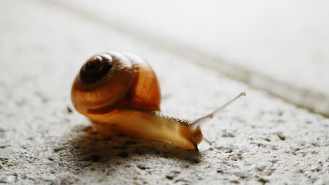 The-snail-with-its-shell-crawls-slowly-and-steadily,-making-a-deliberate-and-unhurried-progress-as-it-moves-along