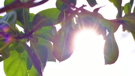 4K-Nahaufnahme-Von-Sonnenstrahlen-Auf-üppigen-Grünen-Blättern-Eines-Baumes-In-Einem-Karibischen-Wald