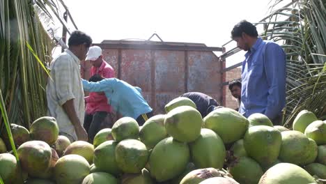slow-motion-scene-in-which-many-laborers-are-selecting-the-best-quality-coconuts-and-loading-them-into-trucks