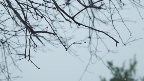 Close-up-shot-of-leafless-tree-branch-outdoors-on-a-rainy-day-with-blurred-background