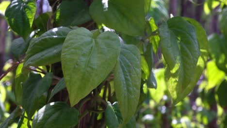 A-close-up-scene-showing-the-quality-of-the-Betel-leaf-and-this-is-organically-grown