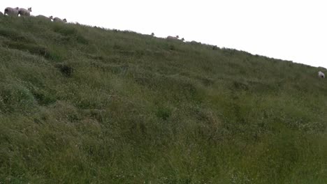 sheep-run-over-a-green-dune-in-the-city-of-norden-in-germany