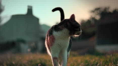 Ojos-Azules-Cat-roaming-around-in-Animal-Shelter-at-sunset