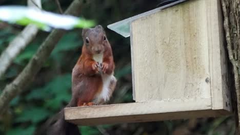 Bushy-red-squirrel-climbing-into-woodland-forest-feeding-box-eating-nuts-and-seeds