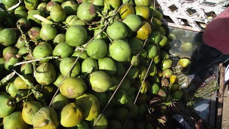 Best-quality-coconuts-filled-with-water-and-cream-are-loaded-into-a-pickup-truck-and-are-being-taken-to-the-market-for-sale