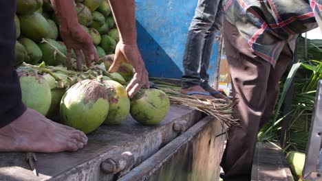 Side-view-of-best-quality-coconuts-being-separated-and-loaded-into-trucks