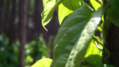 Un-Capullo-De-Hoja-De-Betel-Brota-De-La-Cámara