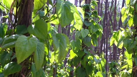 Organic-farms-are-cultivating-Betel-leaves-in-a-method-that-only-happens-in-India