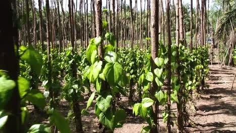 The-camera-is-fast-forwarding-to-an-organic-Betel-leaf-farm