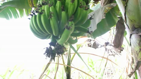 Eine-Bio-Bananenfarm-Hat-Eine-Rekordernte-An-Bananen