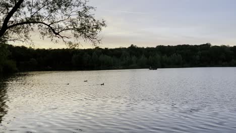 Enten-Schwimmen-Bei-Sonnenuntergang-Gemeinsam-über-Einen-See-Mit-Wald-Im-Hintergrund,-Höhenfeldersee-In-Köln,-Deutschland