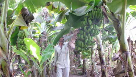 Zeitlupenszene,-Die-Einen-Bauern-Zeigt,-Der-Auf-Seiner-Bio-Bananenplantage-Arbeitet,-Um-Faule-Zweige-Und-Blätter-Zu-Entfernen-Und-Bananen-Von-Bester-Qualität-Zu-Erhalten