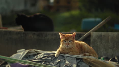 Gato-Atigrado-Naranja-Tomando-El-Sol-En-Un-Refugio-Para-Animales-Con-Un-Gato-Negro-En-El-Fondo