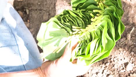 close-up-scene-in-which-the-best-quality-Betel-leaves-are-plucked-to-be-sold-in-the-market-is-shown-by-a-person-who-is-not-of-the-best-quality