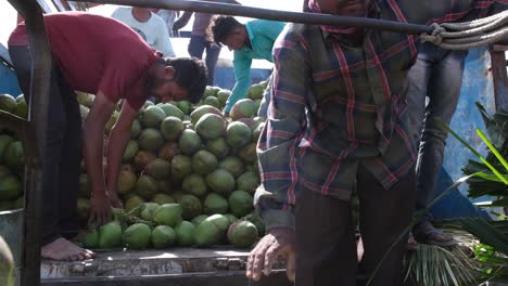 Slow-motion-scene-in-which-many-laborers-are-selecting-good-quality-coconut-and-loading-it-into-the-truck
