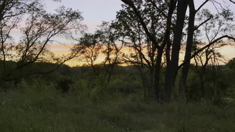 Natur-Und-Sonnenuntergang-Mit-Bäumen-Und-Hohem-Gras-In-Afrika