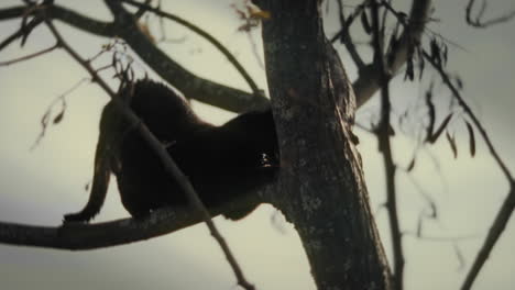 Gato-Negro-Arañando-Un-árbol-En-Un-Refugio-Para-Animales