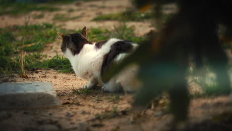 Gato-Chipre-Descansando-En-Un-Refugio-Para-Animales