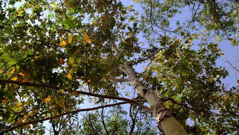 Die-Kamera-Schwenkt-Von-Unten-Nach-Oben-Und-Zeigt-Einen-Hohen-Teakbaum-Mit-Grünen-Und-Gelben-Blättern,-Die-Im-Sonnenlicht-Glitzern