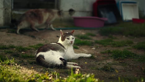 Gato-Egeo-Descansando-En-Un-Refugio-Para-Animales