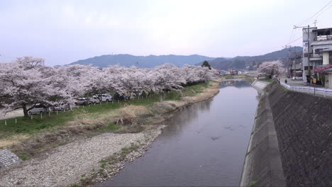 TAKAYAMA,-JAPAN---April-5,-2023:-Sakura-Cherry-Blossoms-blooming-near-Miyagawa-Ryokuchi-Park