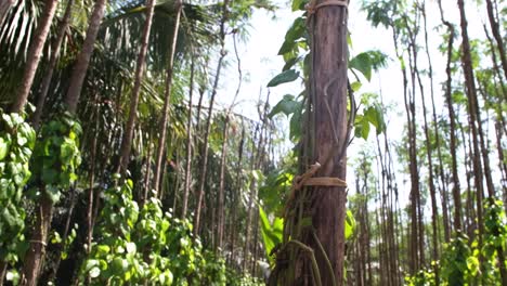 The-camera-pans-from-bottom-to-top-showing-the-vine-branches-of-a-Betel-plant-tied-to-a-large-tree