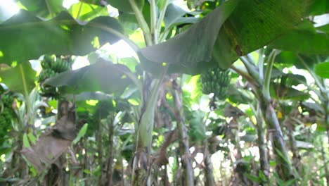 Szene-Von-Unten,-Die-Die-Angebaute-Und-Für-Den-Anbau-Bereite-Bananenernte-In-Einem-Bio-Bananengarten-Zeigt