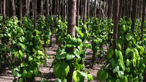 Organic-Betel-leaf-cultivation-is-seen-in-an-orderly-manner-with-the-camera-panning-forward