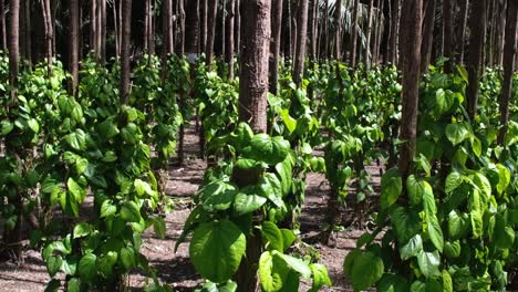 El-Cultivo-Orgánico-De-Hojas-De-Betel-Se-Ve-De-Manera-Ordenada-Con-La-Cámara-Mirando-Hacia-Adelante.