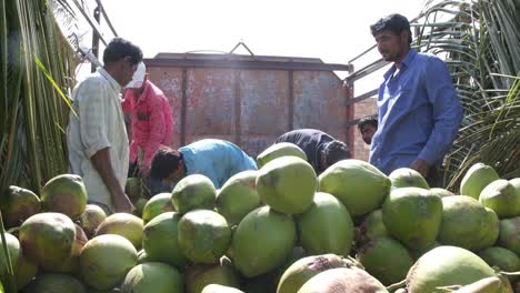 slow-motion-scene-in-front-of-many-laborers-loading-good-quality-and-fresh-coconuts-into-a-truck
