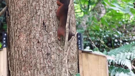 Bushy-tail-red-squirrel-climbing-down-tree-trunk-to-woodland-feeding-box-filled-with-nuts-and-seeds