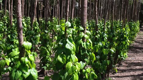 La-Cámara-Avanza-Mostrando-El-Cultivo-Sistemático-De-Hojas-De-Betel-De-Mástil,-Que-Es-Un-Arreglo-Organizado