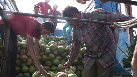 slow-motion-scene-in-which-many-laborers-are-selecting-the-best-quality-coconuts-and-loading-them-into-trucks-to-sell-in-the-market