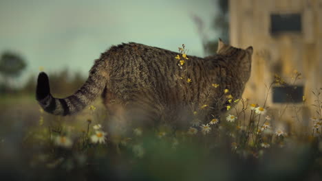 Gato-Atigrado-Comiendo-Flores-En-Refugio-De-Animales