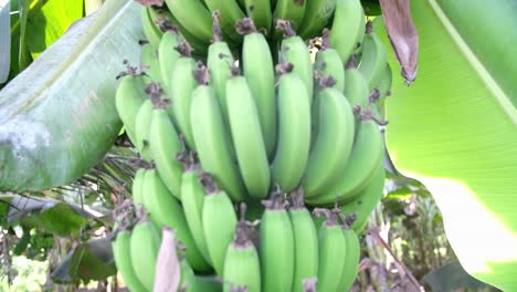Eine-Bio-Bananenplantage-Hat-Erntereife-Bananen-Geerntet