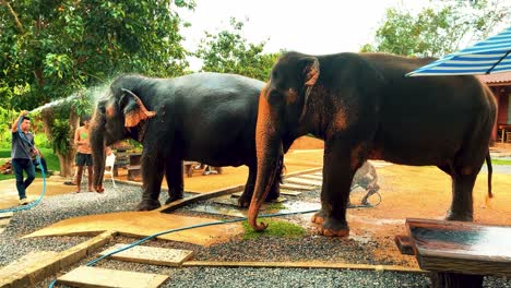 Elefantes-Tailandeses-En-Un-Santuario-Siendo-Regados-Con-Agua-En-Tailandia.