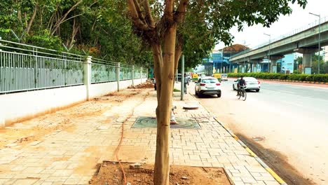 Urban-Tree-Growing-Along-a-Sidewalk-Next-to-a-Road-with-Traffic-in-India
