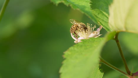 Close-up-of-a-bee-on-a-blackberry-flower---slow-motion-shot