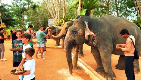 Touristen-Füttern-Thailändische-Elefanten-In-Einem-Schutzgebiet-Auf-Der-Insel-Koh-Samui-In-Thailand