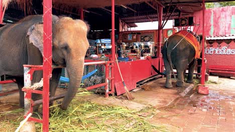 Thailändische-Elefanten-In-Einem-Elefantenschutzgebiet,-Das-Gras-In-Thailand-Frisst