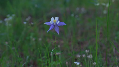 Colorado-Columbine-blue-purple-wild-flowers-early-morning-sun-shaded-yellow-white-flowers-Evergreen-meadow-forest-mount-side-Rocky-Mountains-National-Park-cinematic-pan-slider-to-the-left