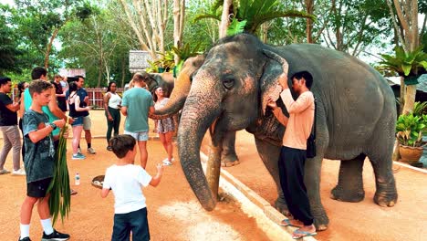Un-Hombre-Sostiene-La-Oreja-De-Un-Elefante-En-Un-Santuario-De-Elefantes-En-Tailandia
