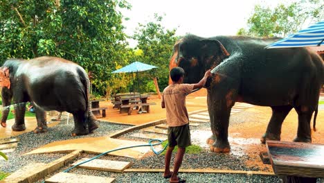 Thai-Elephant-Sanctuary-Being-Sprayed-with-Water-to-Cool-Down-in-the-Summer-Heat-in-Thailand