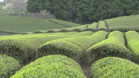 Hintergrund-Der-Teeplantagen-In-Japan-An-Einem-Bewölkten-Tag