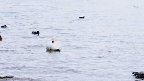 Beautiful-white-swans-at-Yamanaka-lake-with-Mt